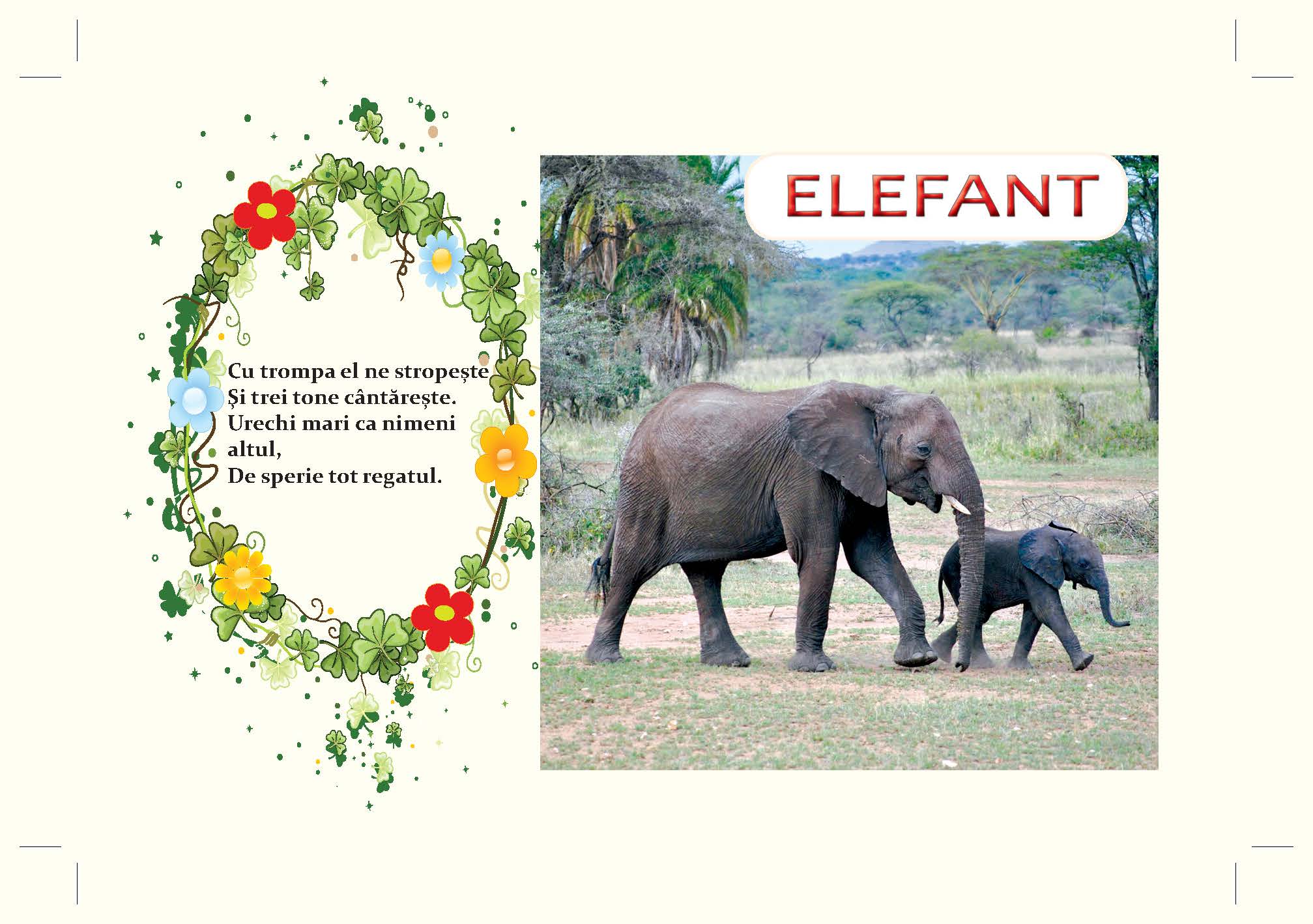 elefant