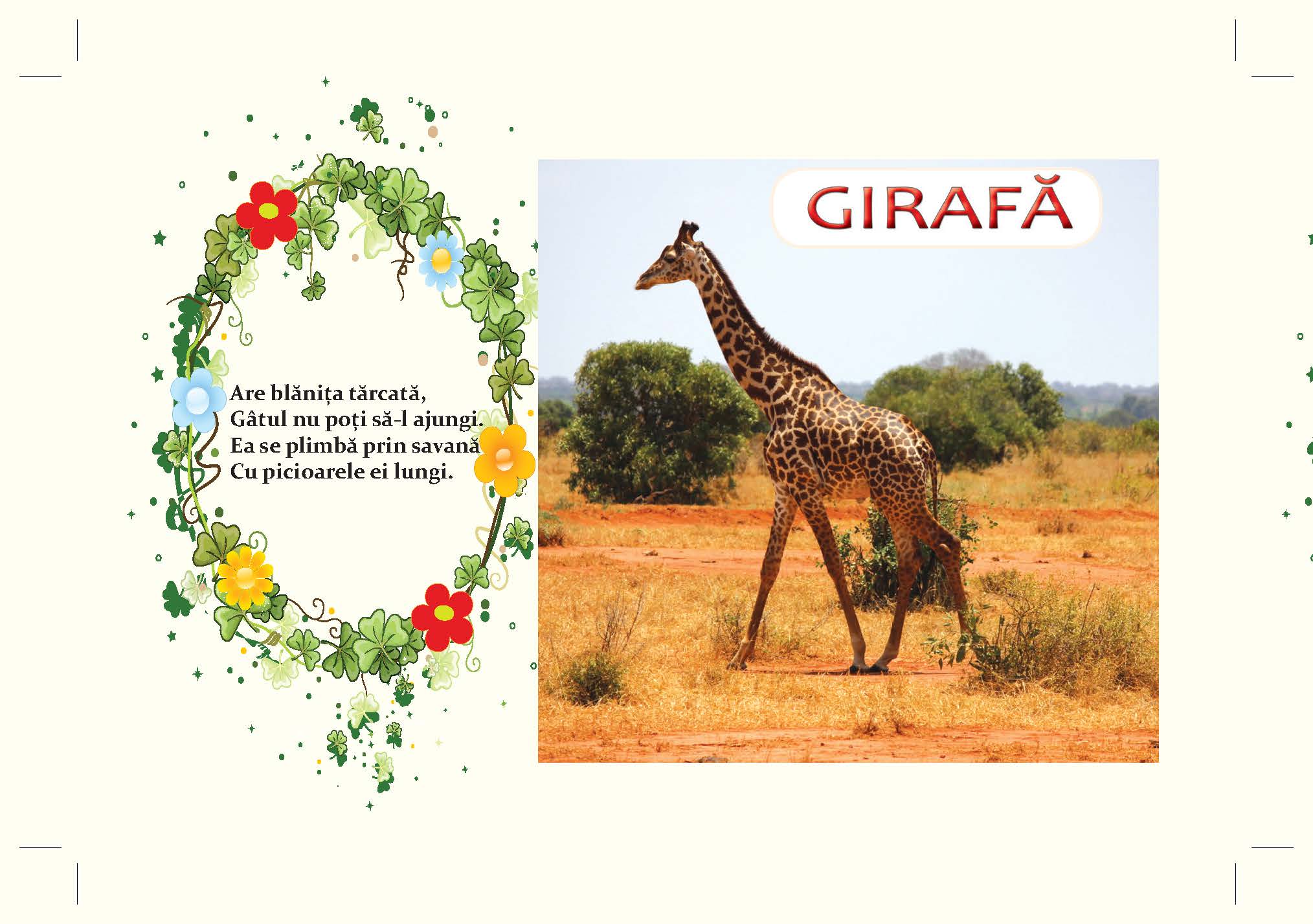 girafa
