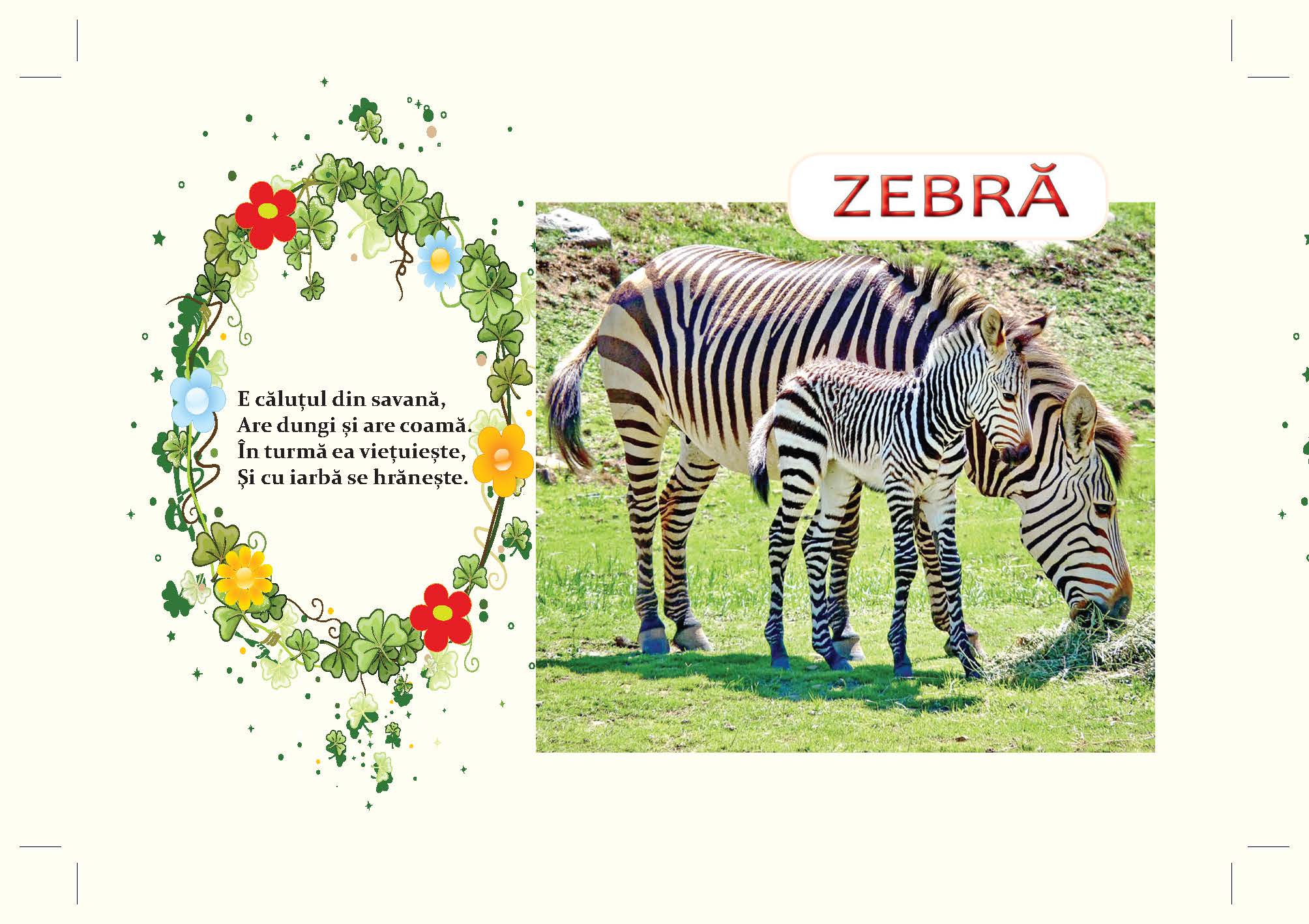 zebra